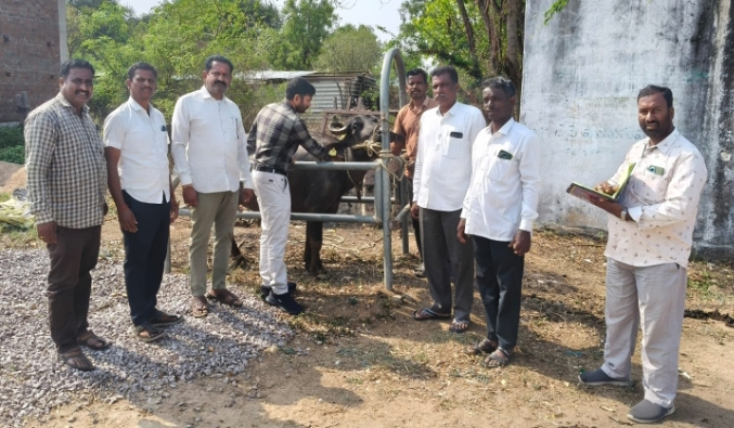 గాలికుంట వ్యాధికి టీకాలు విజయ డైరీ అధ్యక్షులు ఆకుల రవికుమార్ 