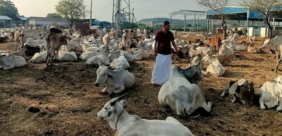 గోశాలలో అనారోగ్యంతో ఉన్న కోడెలలో 2 మృత్యువాత